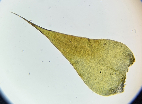 Image of Campylium stellatum by (c) Helen Waterman, some rights reserved (CC BY)