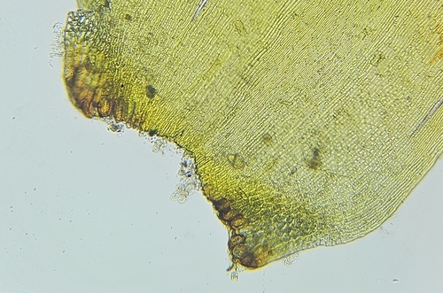 Image of Campylium stellatum by (c) Helen Waterman, some rights reserved (CC BY)