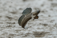Blue Spotted Mudskipper photo 2