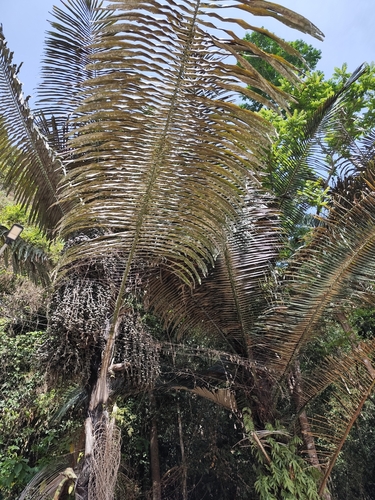 Foto de Palmeira-sagu