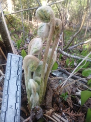 Osmunda claytoniana
