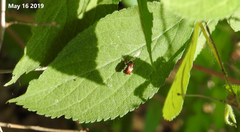Apoderinae