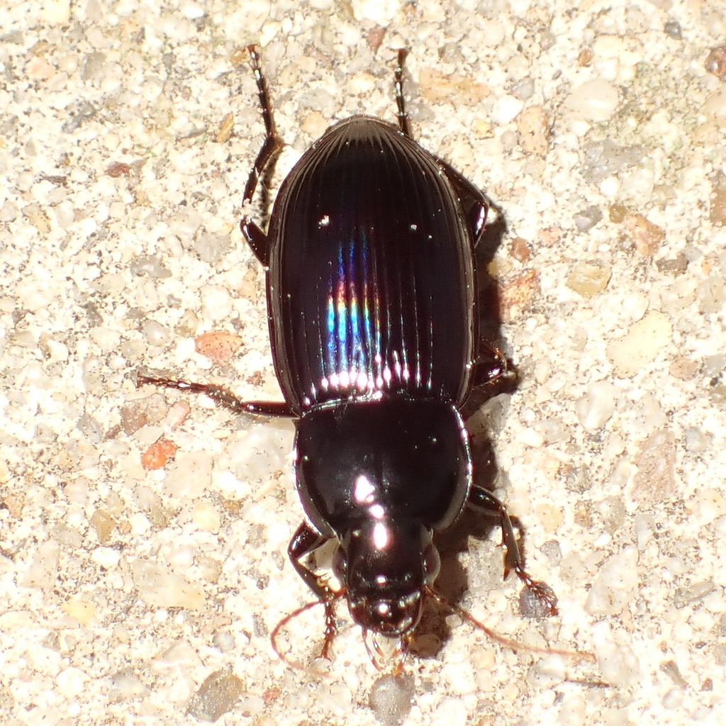 Aztecarpalus