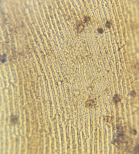 Image of Scorpidium cossonii by (c) Helen Waterman, some rights reserved (CC BY)