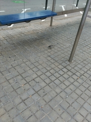Motacilla alba