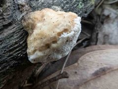 Truncospora ochroleuca