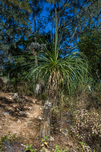 Nolina beldingii