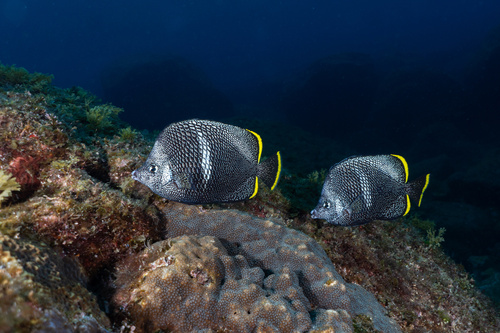 Wrought iron butterflyfish (Chaetodon daedalma) — Chaetodontidae