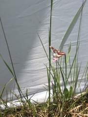 Cleistesiopsis oricamporum