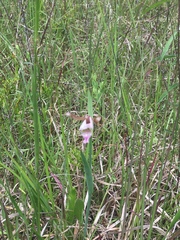 Cleistesiopsis oricamporum