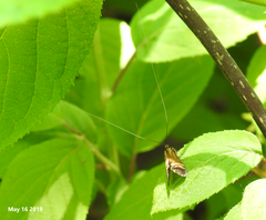 Nemophora staudingerella