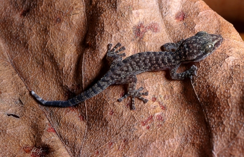 Yellowbelly Gecko
