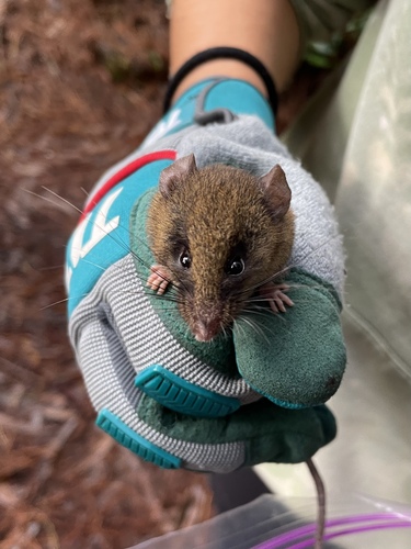 Talamancan Harvest Mouse (Reithrodontomys creper) — Least Concern Mammalia