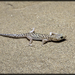 Sandstone Night Lizard - Photo (c) Bryan Box, some rights reserved (CC BY-NC), uploaded by Bryan Box
