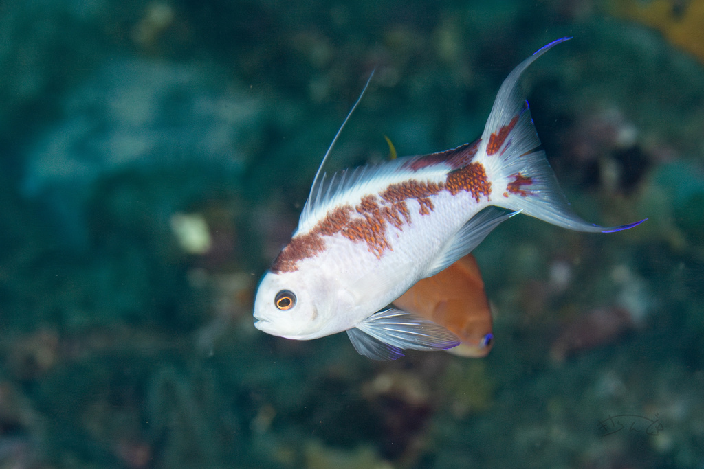 Japanese Anthias