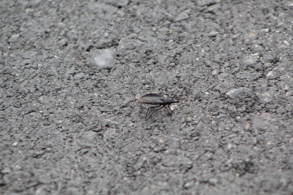 Triatoma recurva
