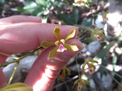 Encyclia fucata