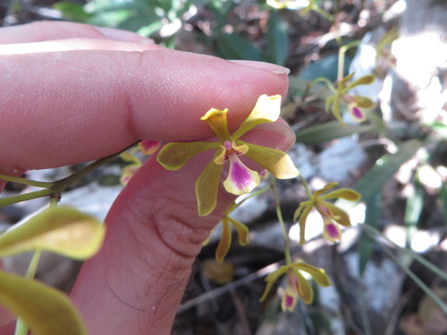 Image of Encyclia fucata by (c) Ben Machado, some rights reserved (CC BY)