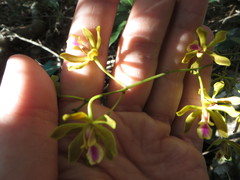 Encyclia fucata