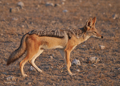 Black-backed Jackal - Photo (c) Nik Borrow, some rights reserved (CC BY-NC)