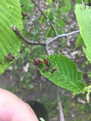 Tetraneura