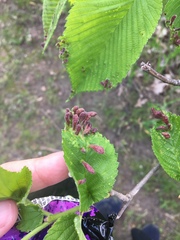 Tetraneura
