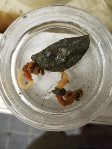 Saccoglossus bromophenolosus