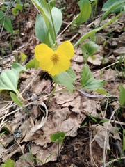Viola uniflora