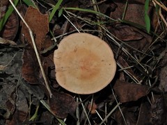 Rhodocybe piperita