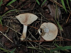 Rhodocybe piperita