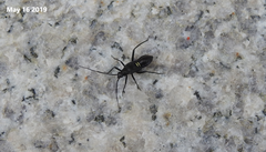 Gigantomiris jupiter