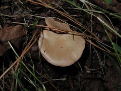 Rhodocybe piperita