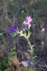 Echium plantagineum