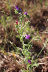 Echium plantagineum