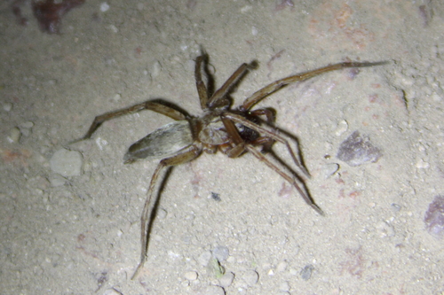 Drassodes angulus