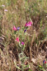 Echium plantagineum