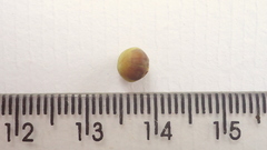 Jacquemontia bracteosa