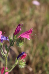 Echium plantagineum