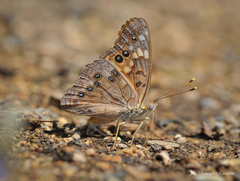 Asterocampa celtis antonia