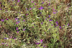 Echium plantagineum