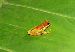 Dendropsophus rhodopeplus
