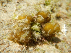 Colpomenia sinuosa