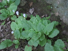 Primula frenchii