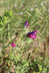 Echium plantagineum