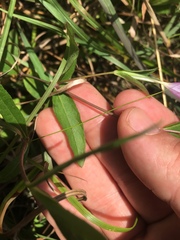 Ruellia pinetorum