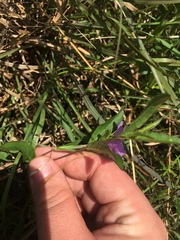 Ruellia pinetorum