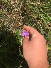 Ruellia pinetorum