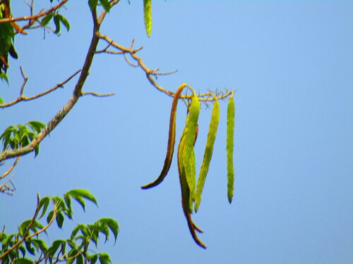 Roseodendron donnell-smithii