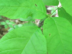 Dicercini