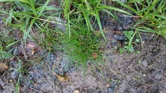 Isolepis setacea